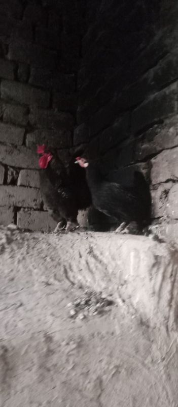 Yaponkalar parasi toza qon srochna sotiladi