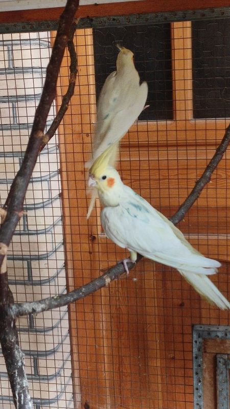 Limon Karella sotiladi Limon Karella sotiladi