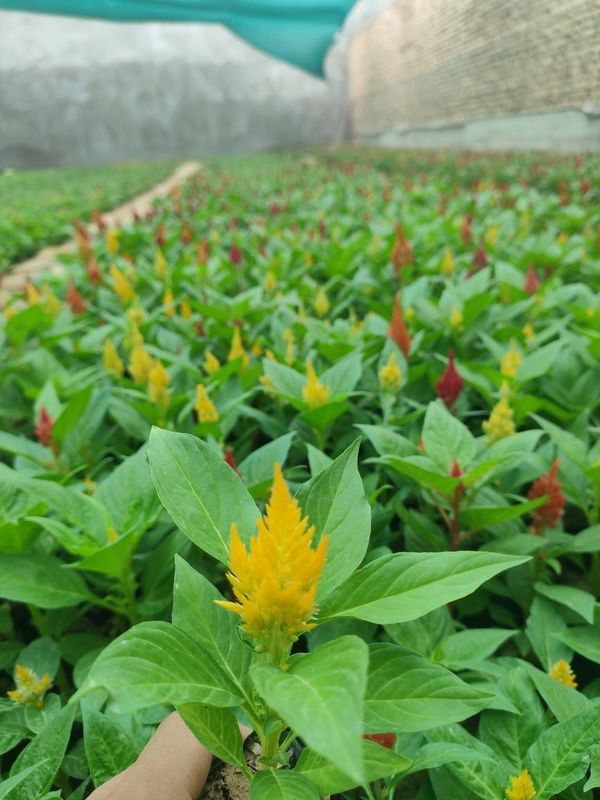Gul toji (peramida)