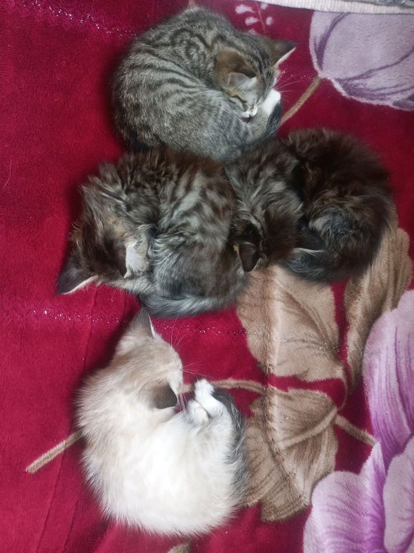 Продам котят Продам котят