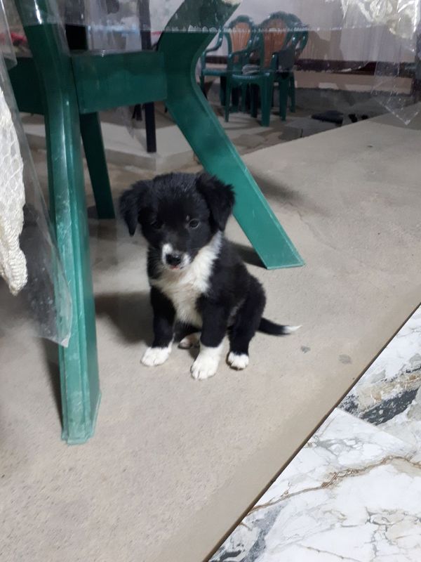 bepul va aqlli uy kuchuchamz bepul va aqlli uy kuchuchamz
