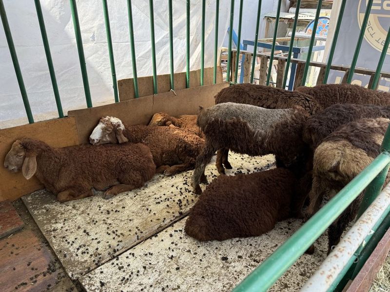 4 oyli qozila sotiladi qiziqanlaga 10 dona yeb ichishlari yahshi 4 oyli qozila sotiladi qiziqanlaga 10 dona yeb ichishlari yahshi
