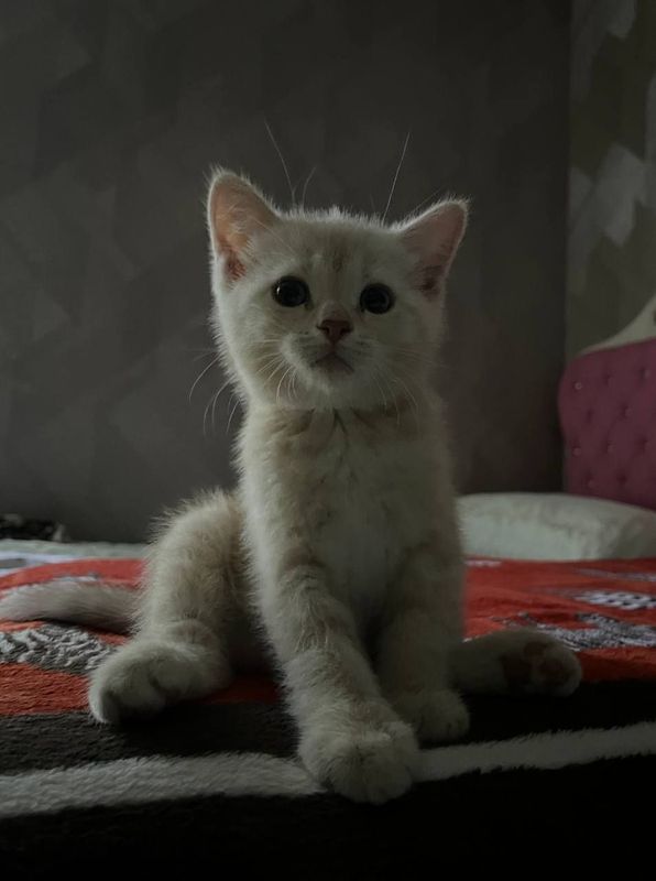 Шикарные скотиш страйты и фолды на продаже