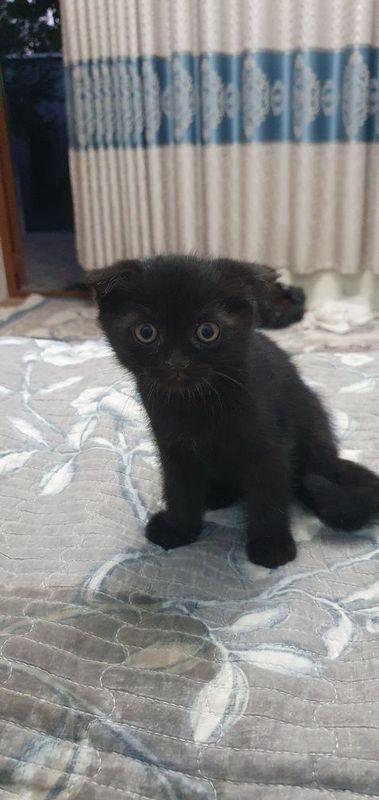 Mushuklar sotiladi. Mushuklar sotiladi.