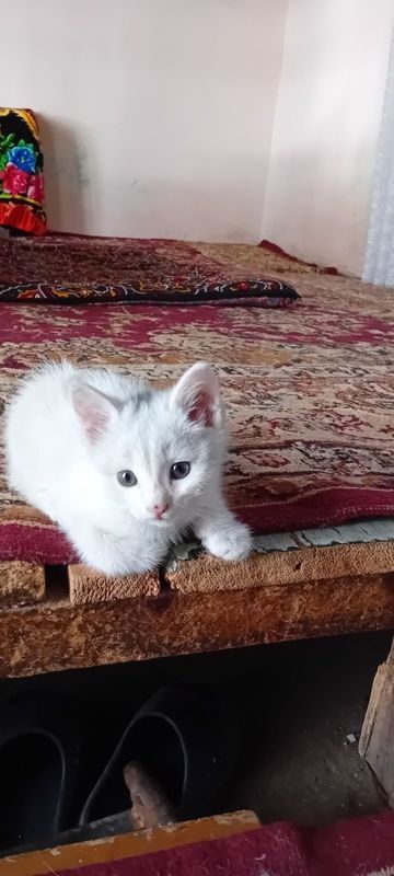 Оппок мушук боласи Оппок мушук боласи