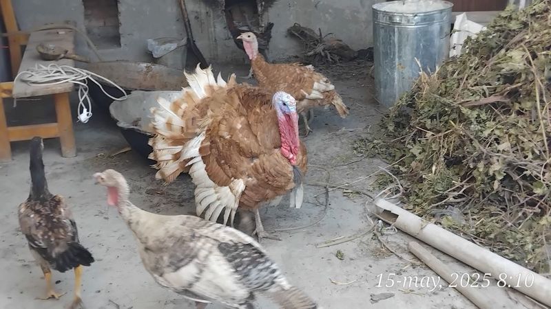 Kurka induk xoʻrz va mokyon Kurka induk xoʻrz va mokyon