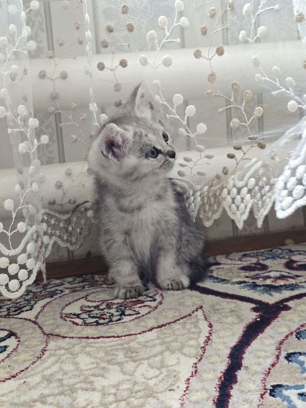 Shinshilla 1 oydan oshdi Shinshilla 1 oydan oshdi