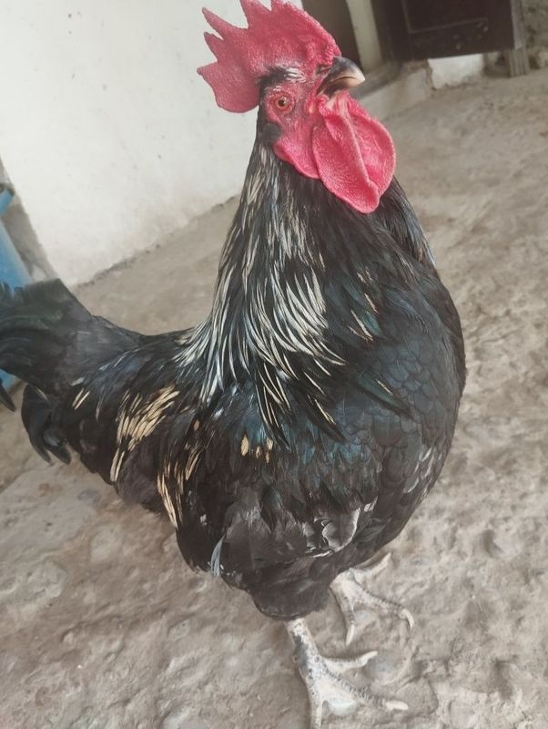 Tovuq xorozlar sotiladi Tovuq xorozlar sotiladi