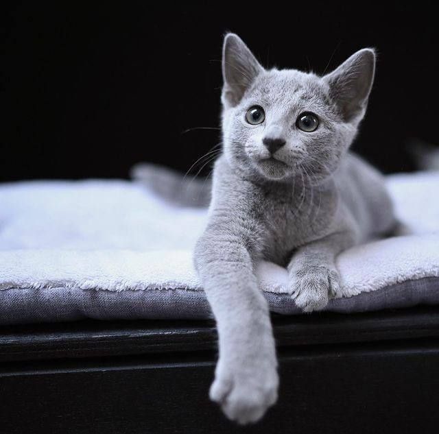 Смышленный котенок в поисках дома Смышленный котенок в поисках дома