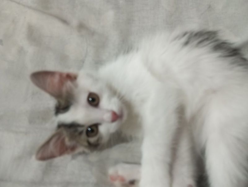 Бесплатно отдам котенка Бесплатно отдам котенка