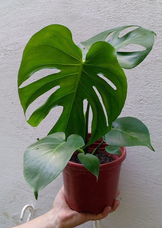 Монстера деликатесная (Monstera Deliciosa). Цветы для дома и офиса
