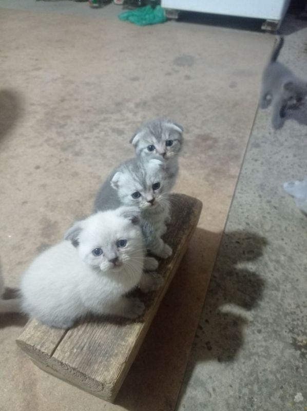 Toza zotli mushukchalar Toza zotli mushukchalar