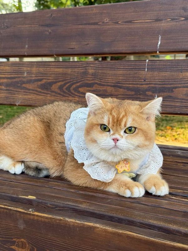 Вязка британский кот для вязки Вязка британский кот для вязки