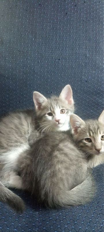 Отдам умного котенка мальчика Отдам умного котенка мальчика