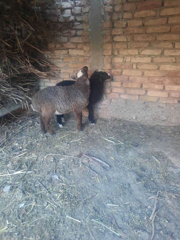 Quchqor moda barra sotiladi egizak Quchqor moda barra sotiladi egizak