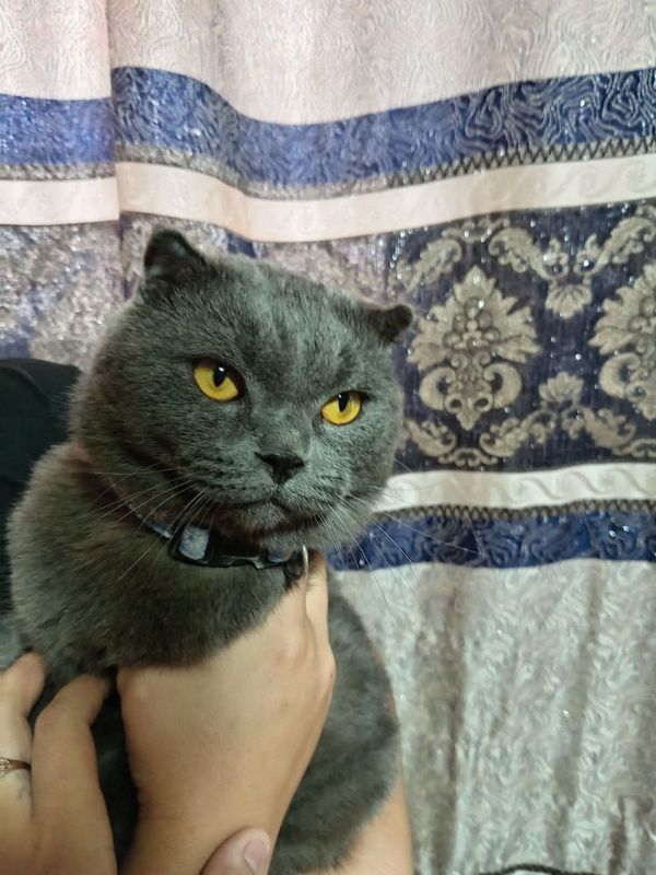 Срочно продам котять Срочно продам котять
