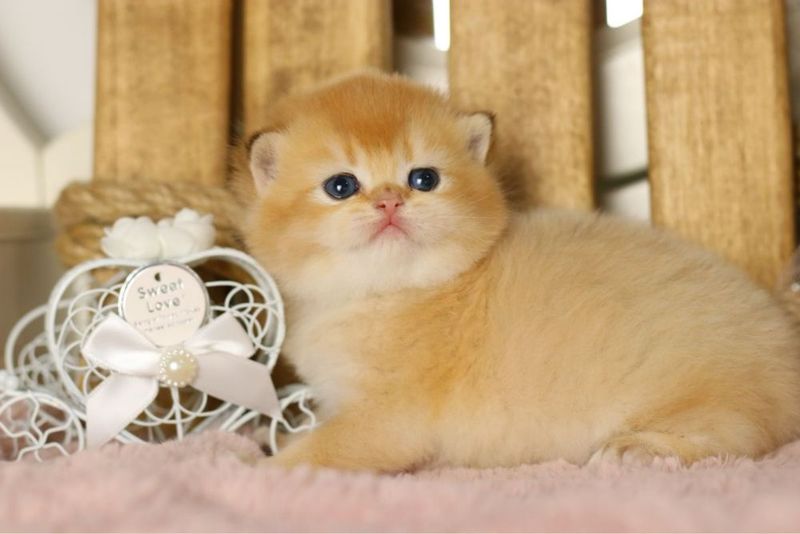 Котенок британский шиншилла Котенок британский шиншилла