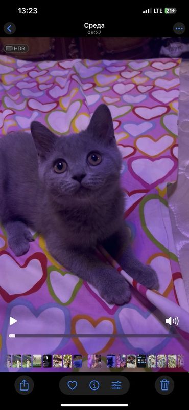 Британская котёнок