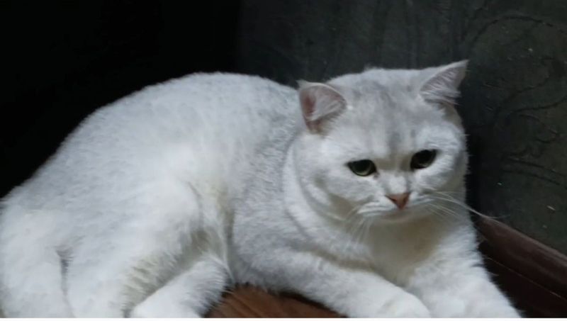 Vyaska Britanskiy Winwilla Vyaska Britanskiy Winwilla