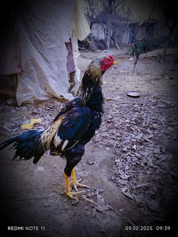 Toza zodli Xuroz sotlidi Toza zodli Xuroz sotlidi