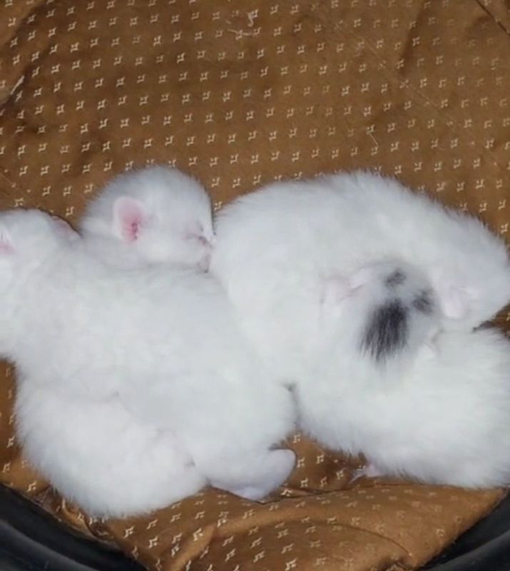 Scottish fold mushuklar sotiladi toza zotli Scottish fold mushuklar sotiladi toza zotli