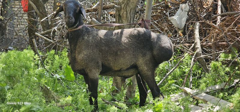 Куй сартароши хизмати