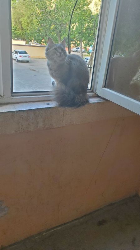 Отдам даром. Очеровательную лесную кошку. Отдам даром. Очеровательную лесную кошку.