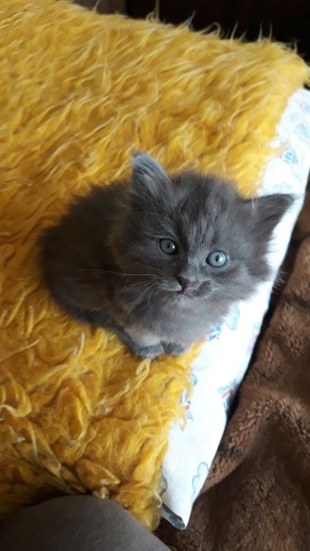 Скоттиш страйт сотилади