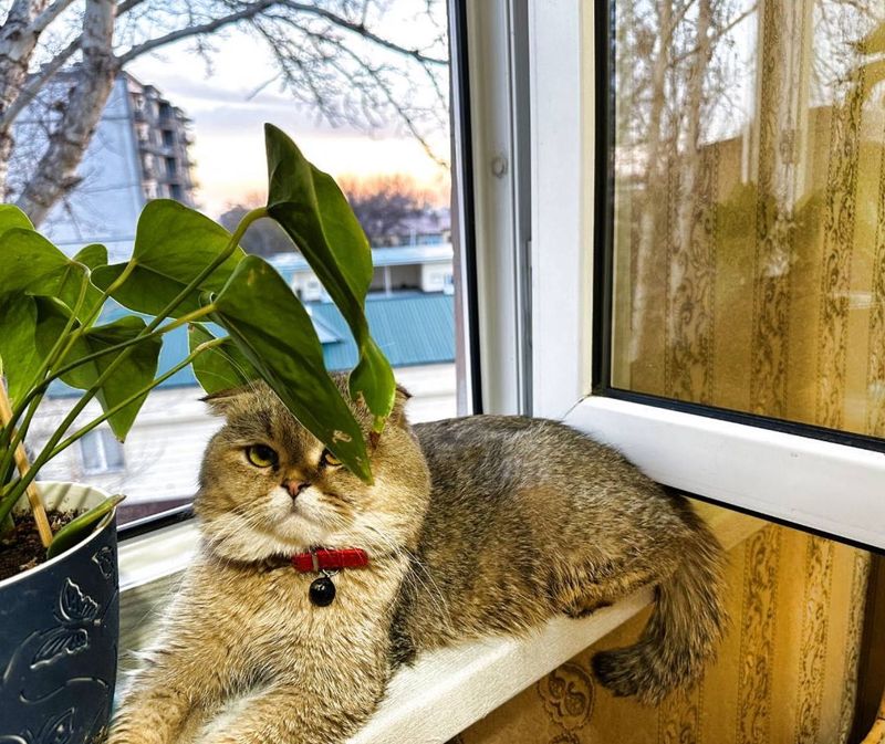 Вязка котика шотландца Вязка котика шотландца