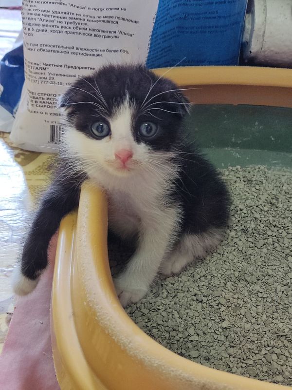 Котёнок мальчик.