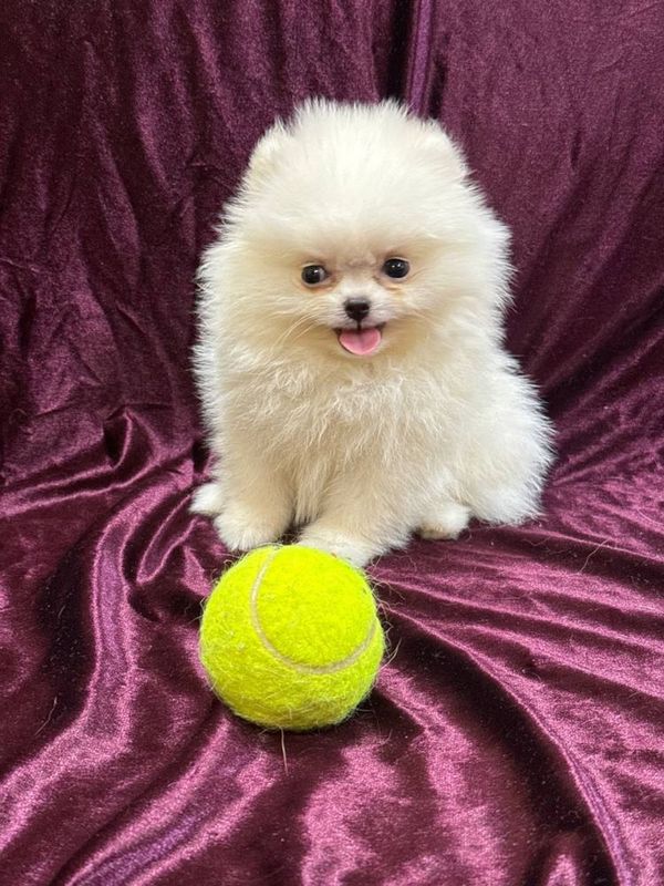 Kechuk Sotiladi Pomeranian Spitz Kechuk Sotiladi Pomeranian Spitz