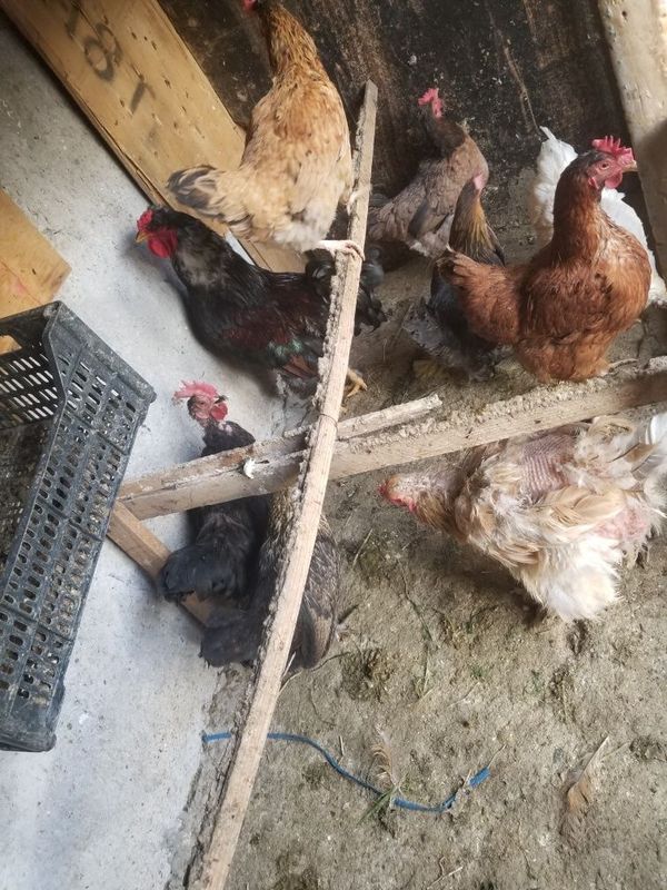 Tovuq xorozlar sotiladi kata kata baraka topasiz Tovuq xorozlar sotiladi kata kata baraka topasiz
