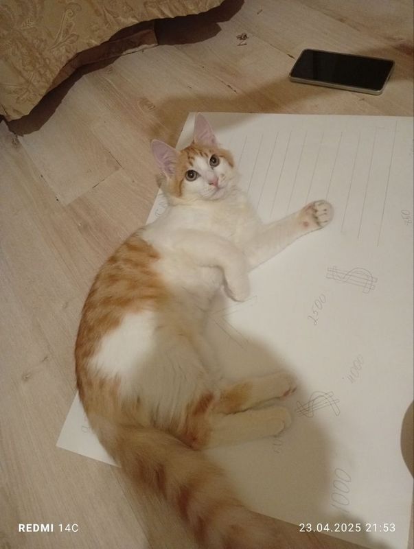 Котёнок подросший Котёнок подросший