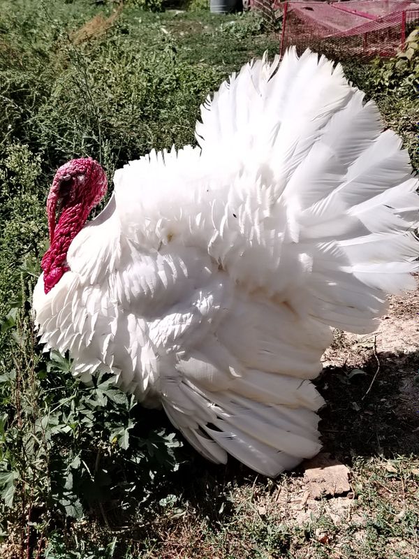 Big Kurka sotiladi zotli o'zim qaraganman damawniy. Tel qsez keliwamz