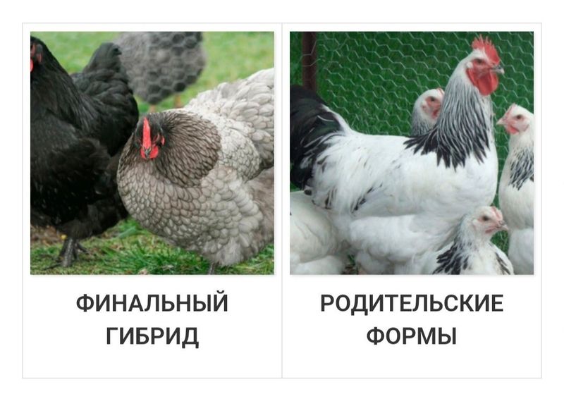 Предлагаем к вашему вниманию большой выбор самых популярных и продукти