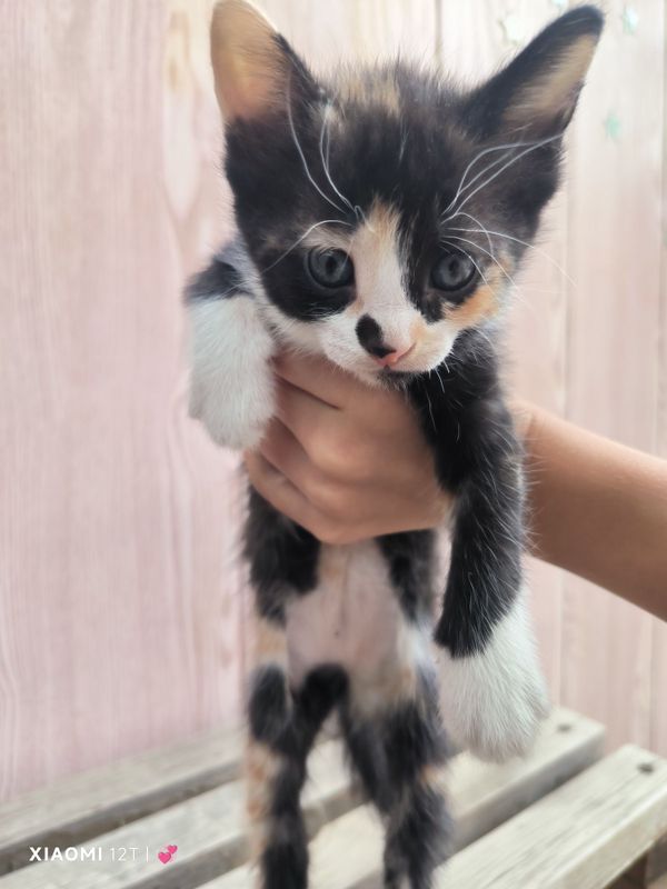 Отдам котят . 150.000 дам за содержание их..все девочк Отдам котят . 150.000 дам за содержание их..все девочк