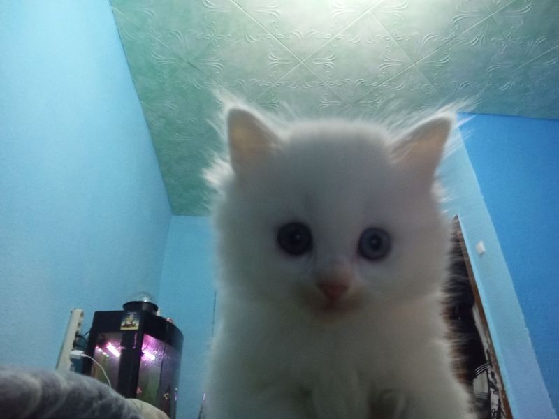 Продаются котята породистые Продаются котята породистые