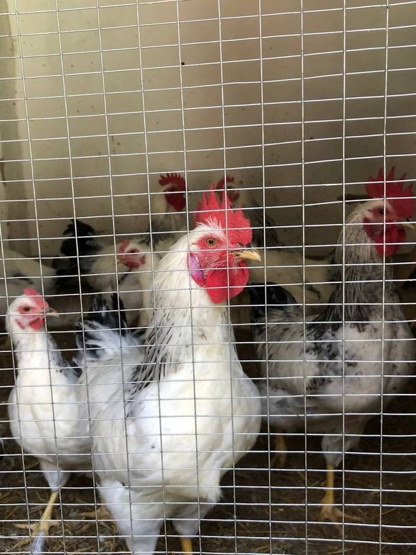 6 oylik Adler xo'rozlari va xan xyap xo'roz va tovuqlari sotiladi 6 oylik Adler xo'rozlari va xan xyap xo'roz va tovuqlari sotiladi