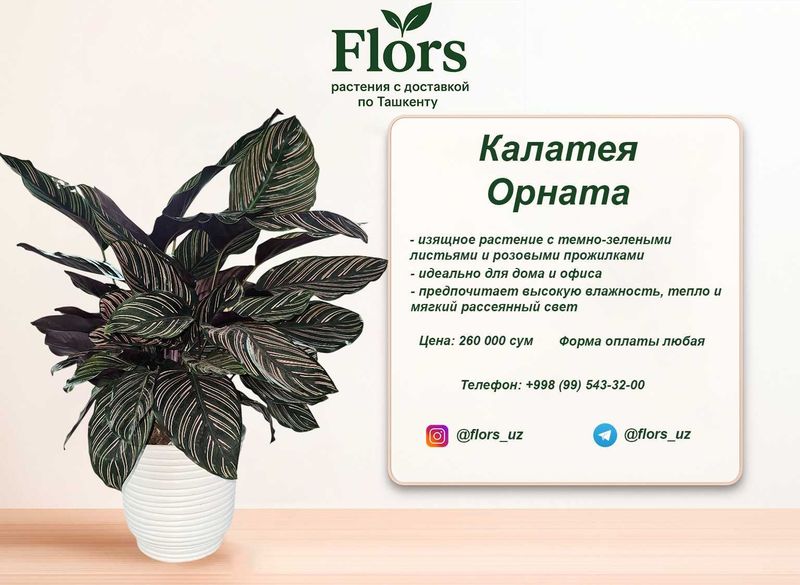 Цветы для дома и офиса - растение - Калатея Орната
