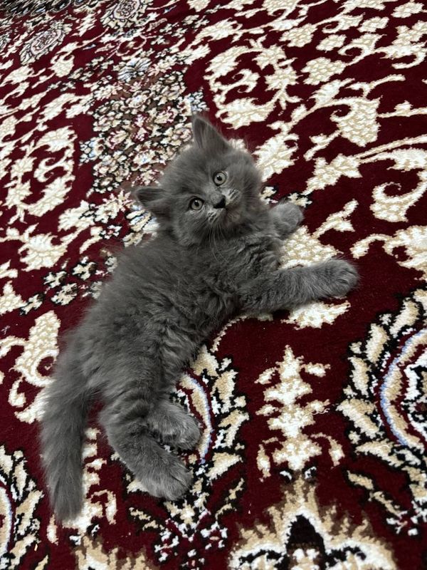 Mushuk bolalari 2 tasiyam oğil