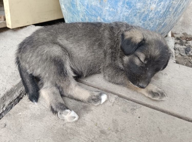 Маленькие щенки 1 месяц
