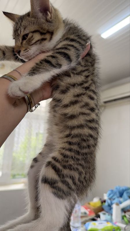 котята бесплатно (мальчики),в хорошие добрые руки котята бесплатно (мальчики),в хорошие добрые руки