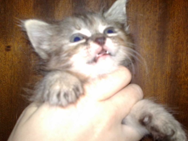 Котёнок норвежской лесной, девочка, 1 месяц Котёнок норвежской лесной, девочка, 1 месяц