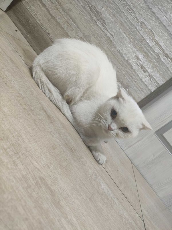 Mushuk zoti scottish fold