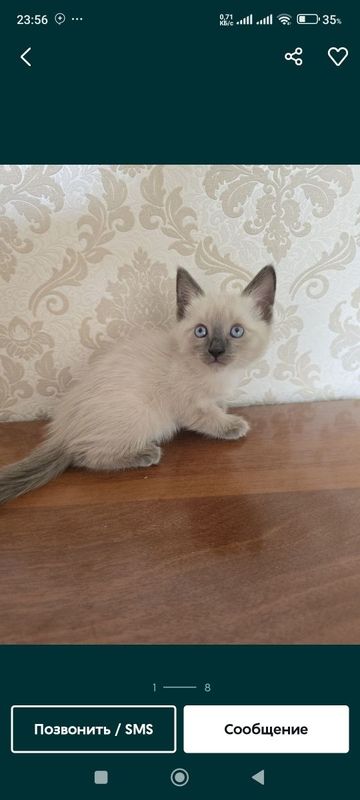 Mushu bollasi zotli 2 ta tuğgan Mushu bollasi zotli 2 ta tuğgan