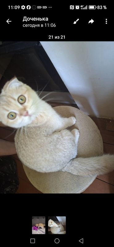 Котенок шиншилла британская, 4 месяца Котенок шиншилла британская, 4 месяца