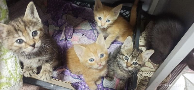 Пристраиваются котята Пристраиваются котята