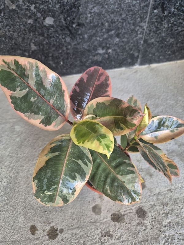 Ficus three colour arzon narxda Ficus three colour arzon narxda