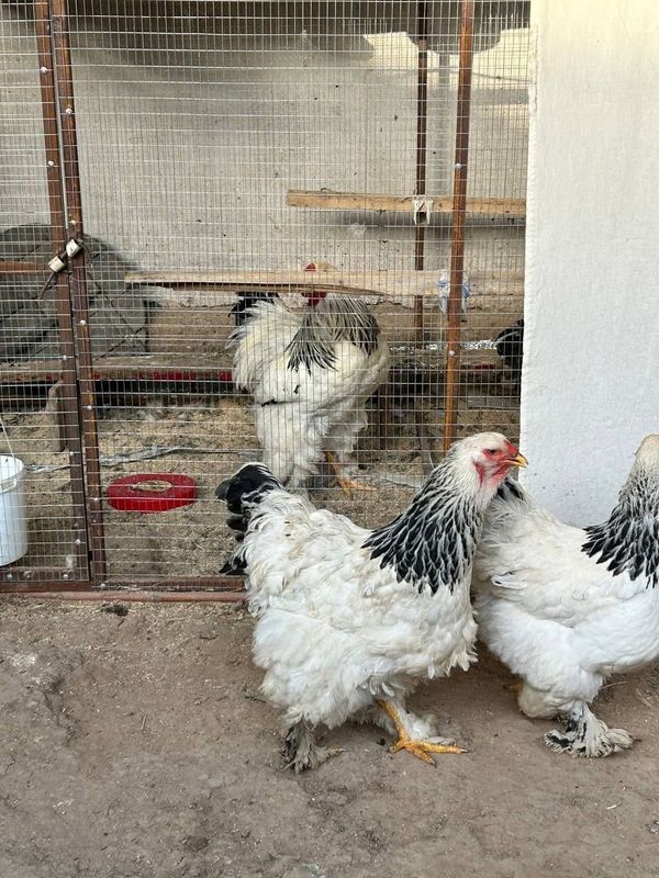 Продаётся яйца курицы брамы Продаётся яйца курицы брамы