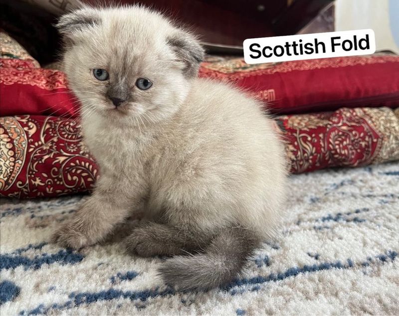 Scottish Fold and Stright